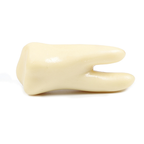 "Зуб" скульптура белый шоколад